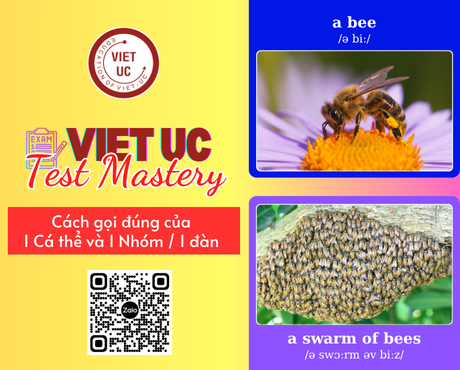 VietUc Test Mastery